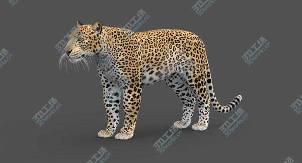 images/goods_img/20210312/3D Leopard (Animated-Rigged-Fur) model/3.jpg